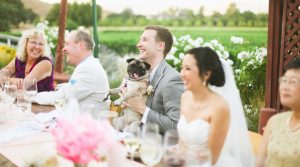 Dogs and Weddings