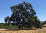 Vineyard Oak tree