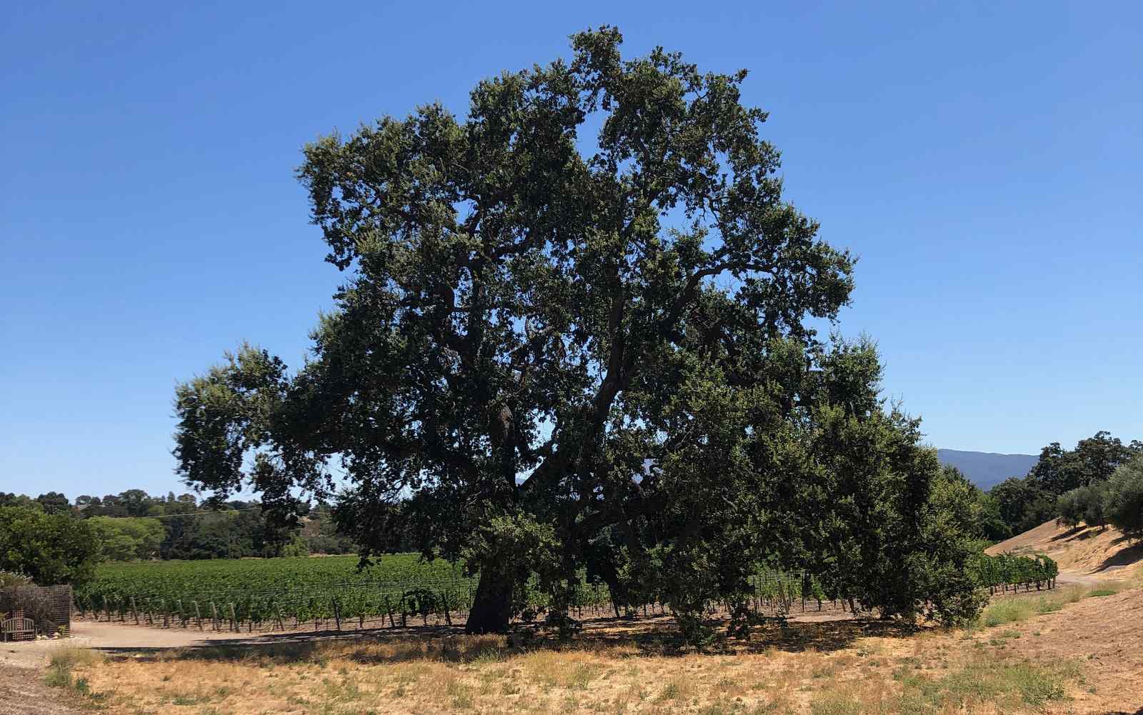 marked tree vineyard