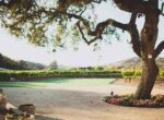 Zaca Mesa Winery Oak Tree 1
